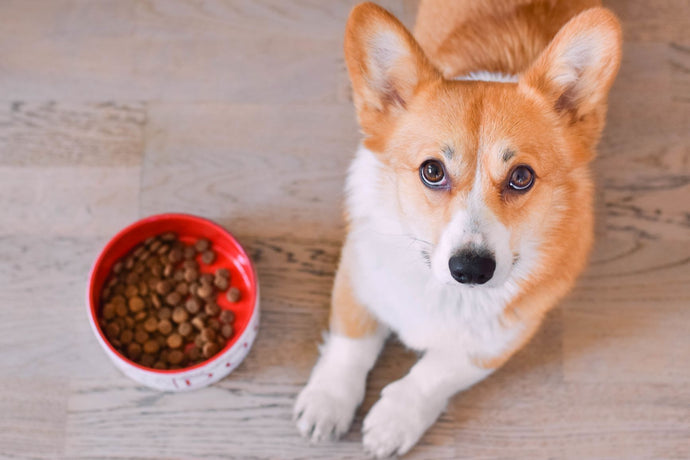 Top 5 Health Benefits Of Turmeric For Dogs